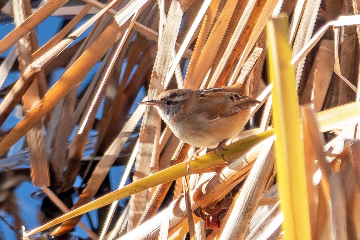 Marsh Wren - ML645797964