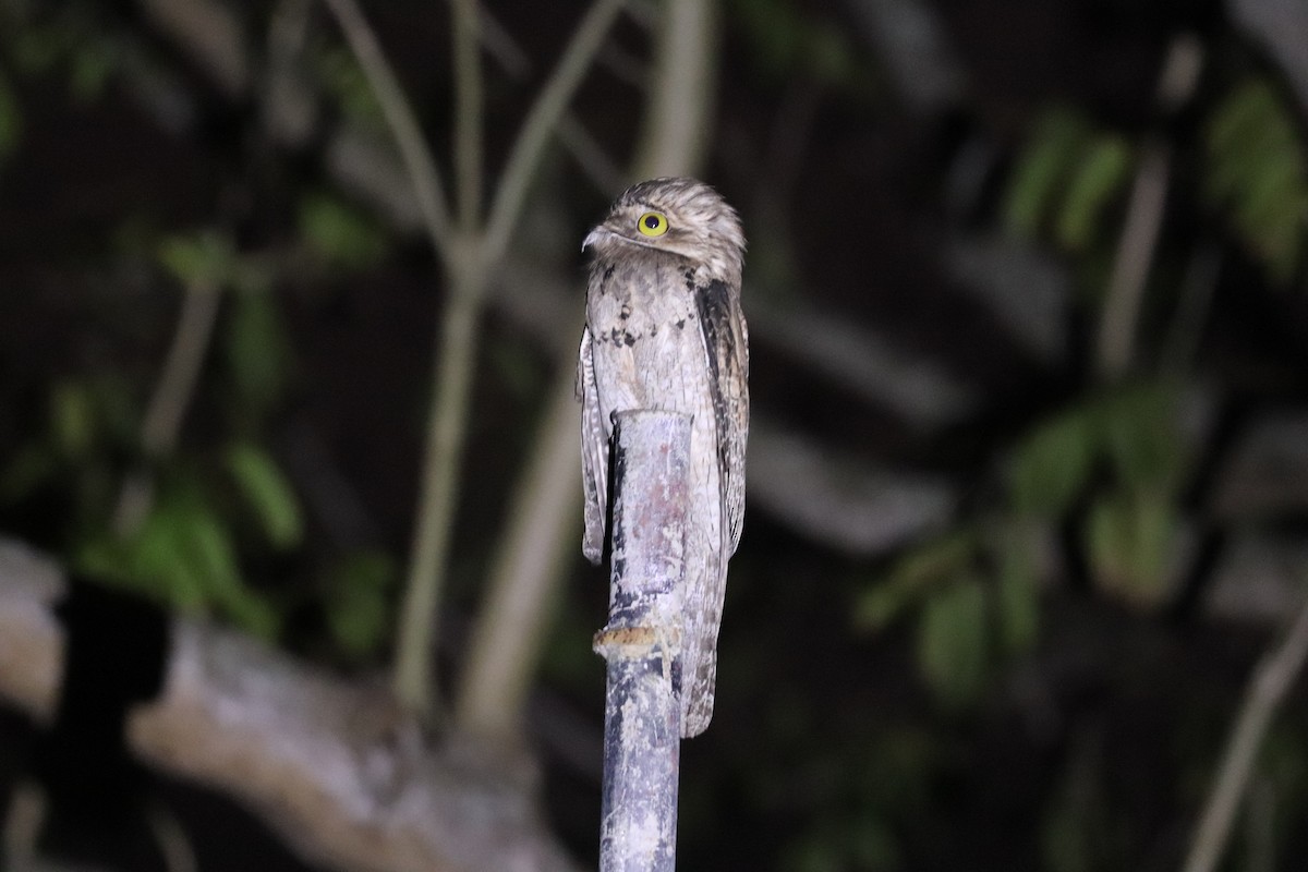 Northern Potoo - ML645797981