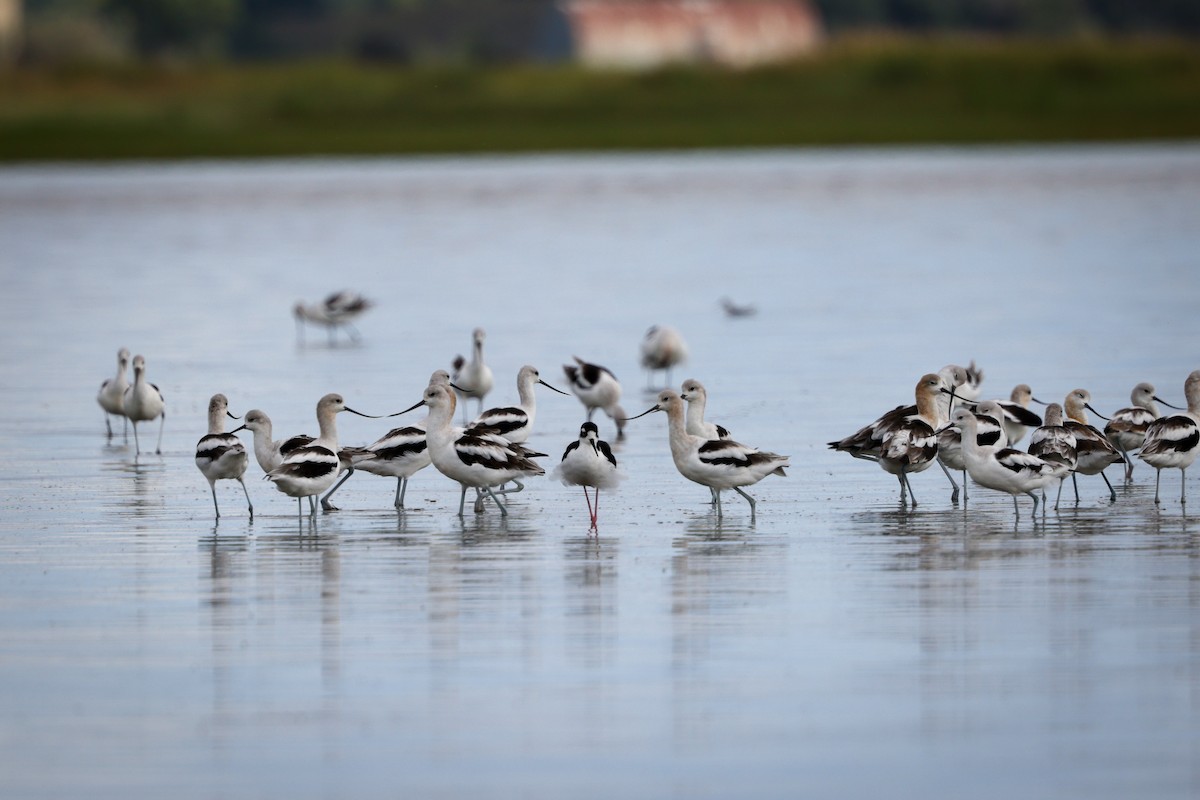 American Avocet - ML645797985