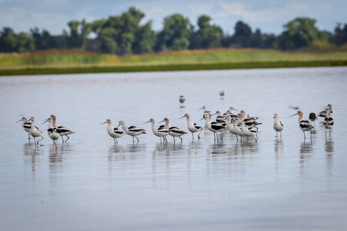American Avocet - ML645797987