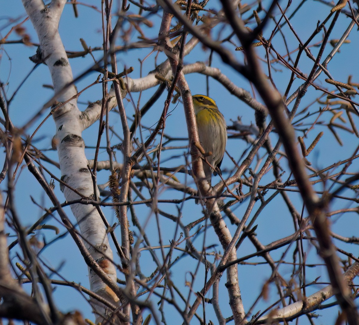 Townsend's Warbler - ML645797993