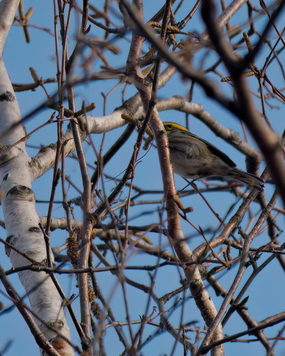 Townsend's Warbler - ML645797994