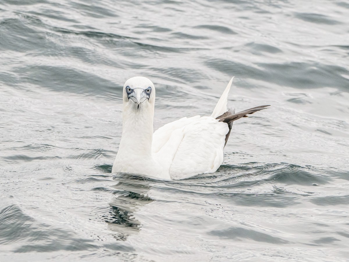 Northern Gannet - ML645797998