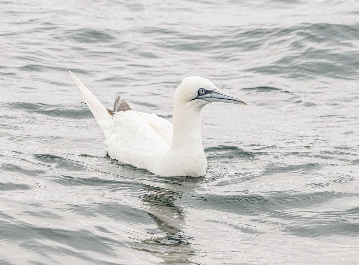 Northern Gannet - ML645797999