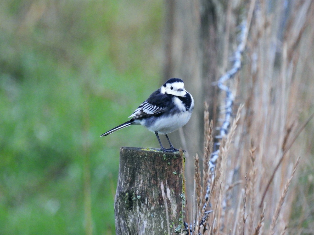 White Wagtail (British) - ML645798002