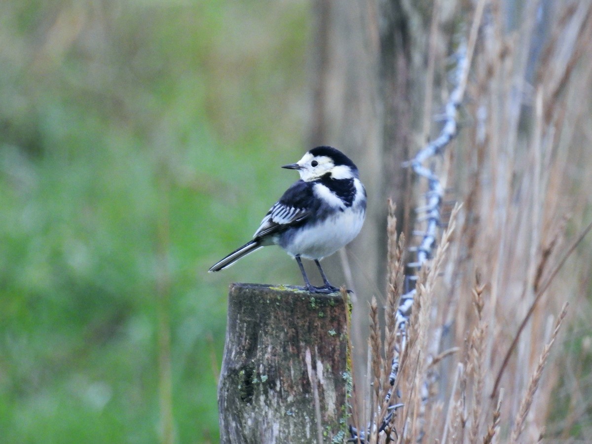White Wagtail (British) - ML645798003