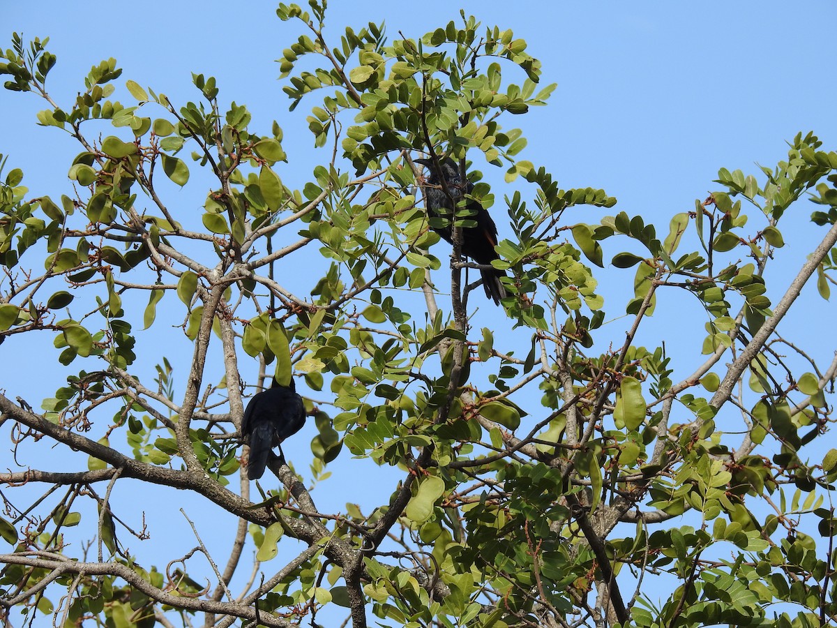 Kızılkanat - ML645798011