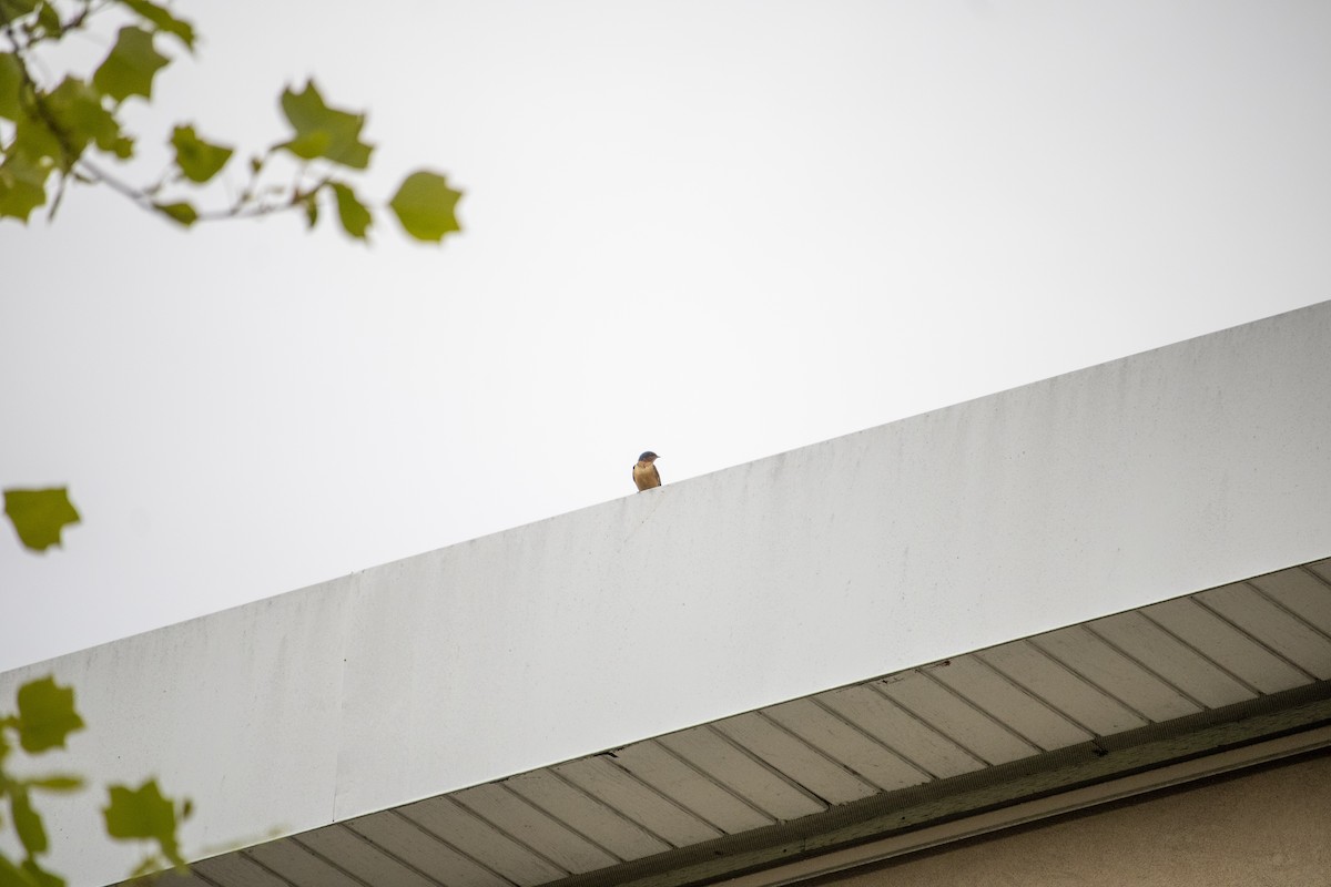 vlaštovka obecná - ML645798012