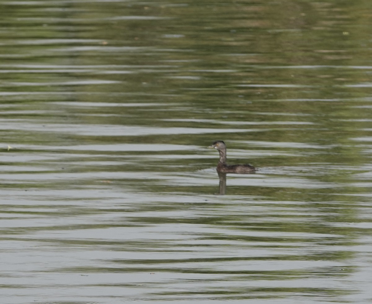 Least Grebe - ML645798014