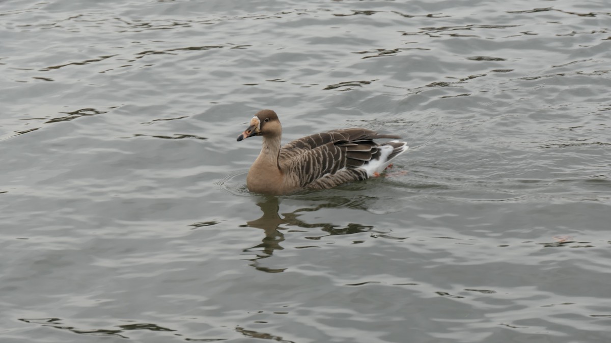 Anser sp. - ML645798034