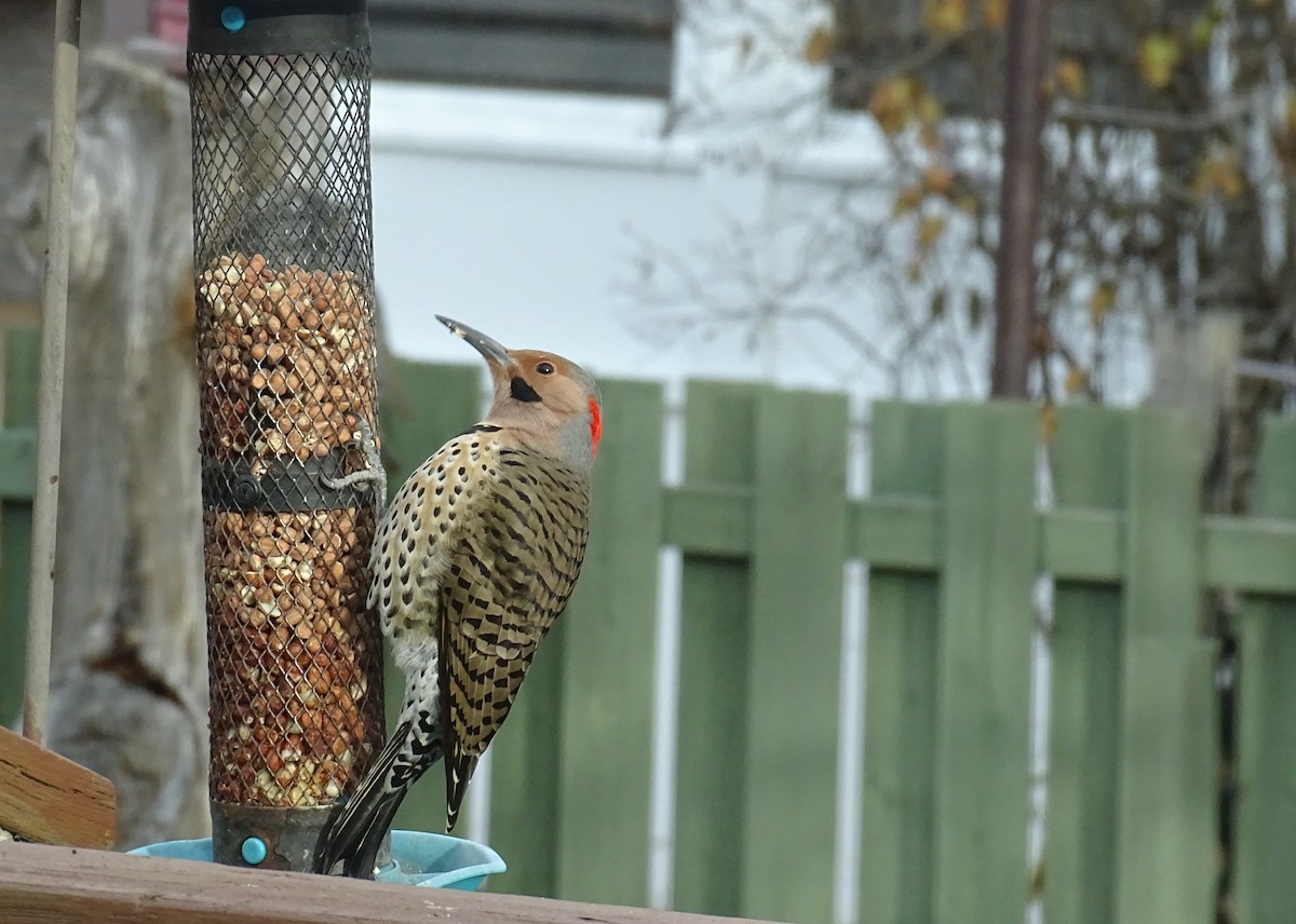 Northern Flicker - ML645798047