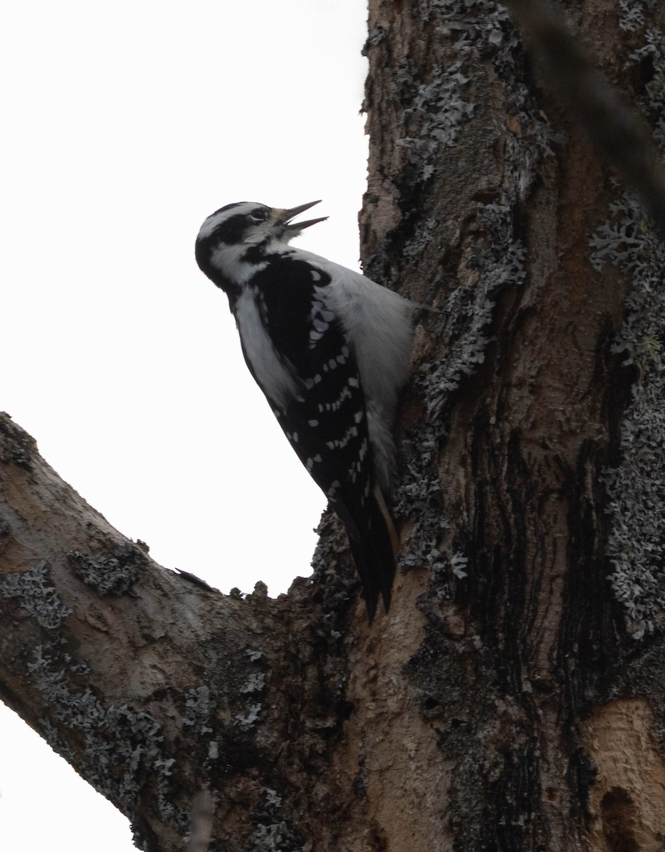 Hairy Woodpecker - ML645798050