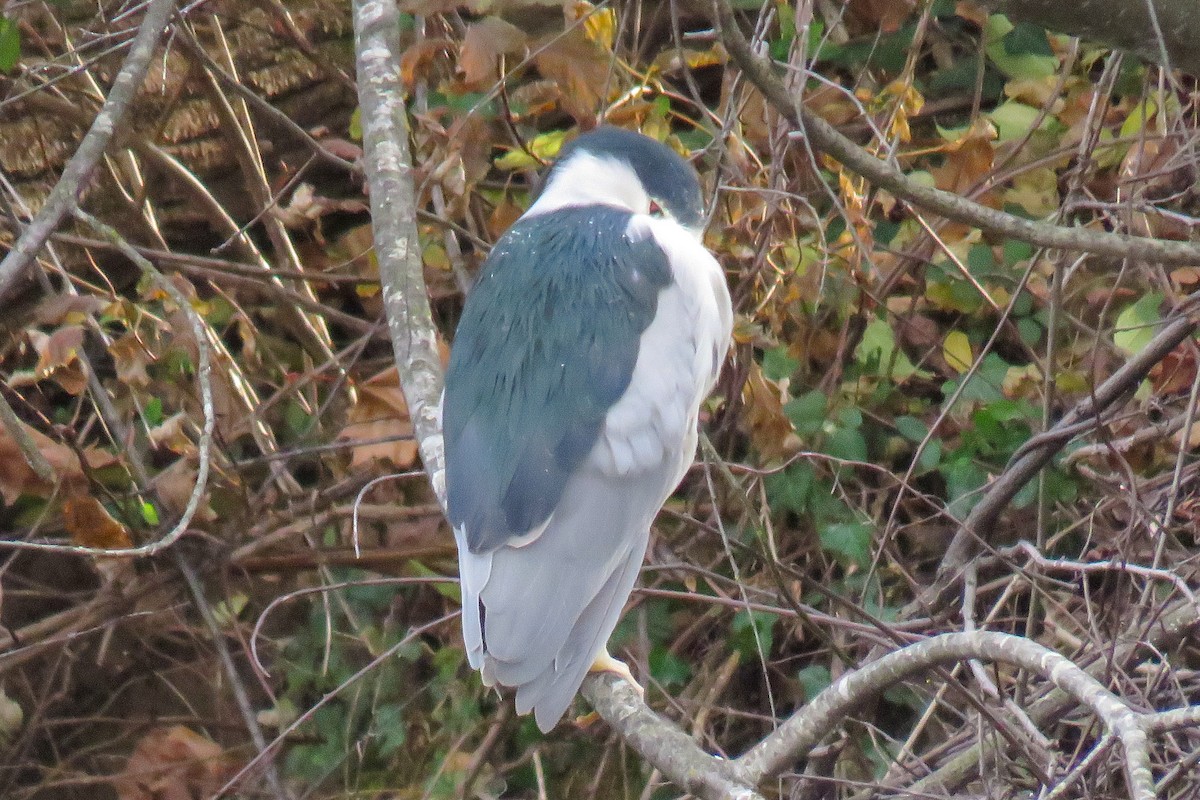 Black-crowned Night Heron - ML645798053
