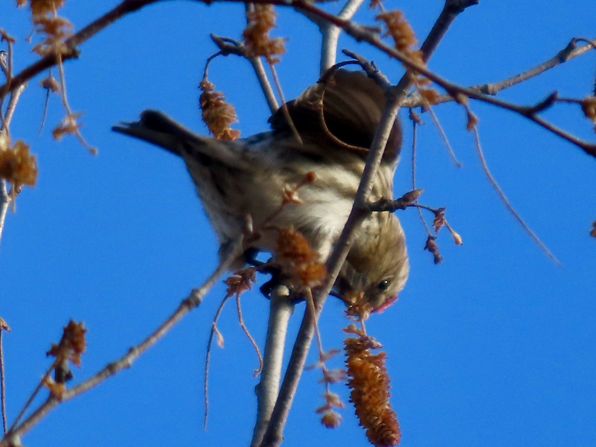 普通朱頂雀 - ML645798054