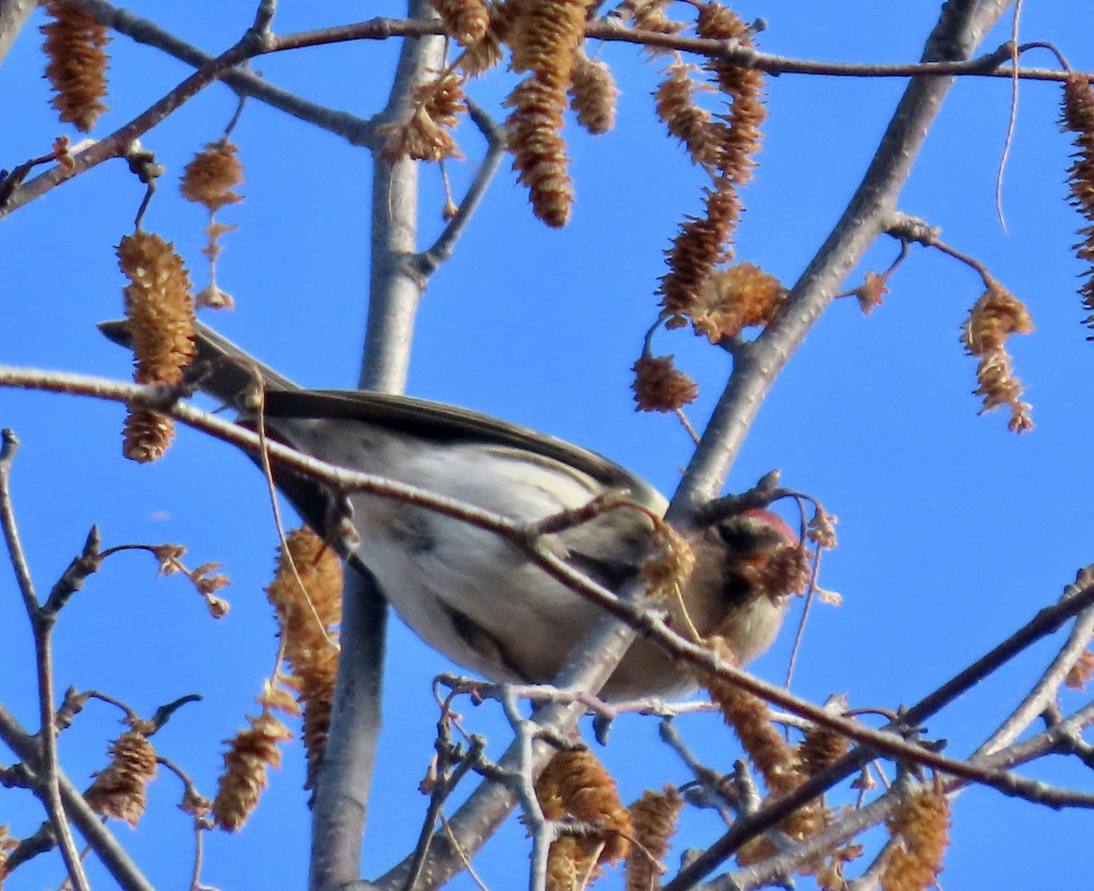 普通朱頂雀 - ML645798055