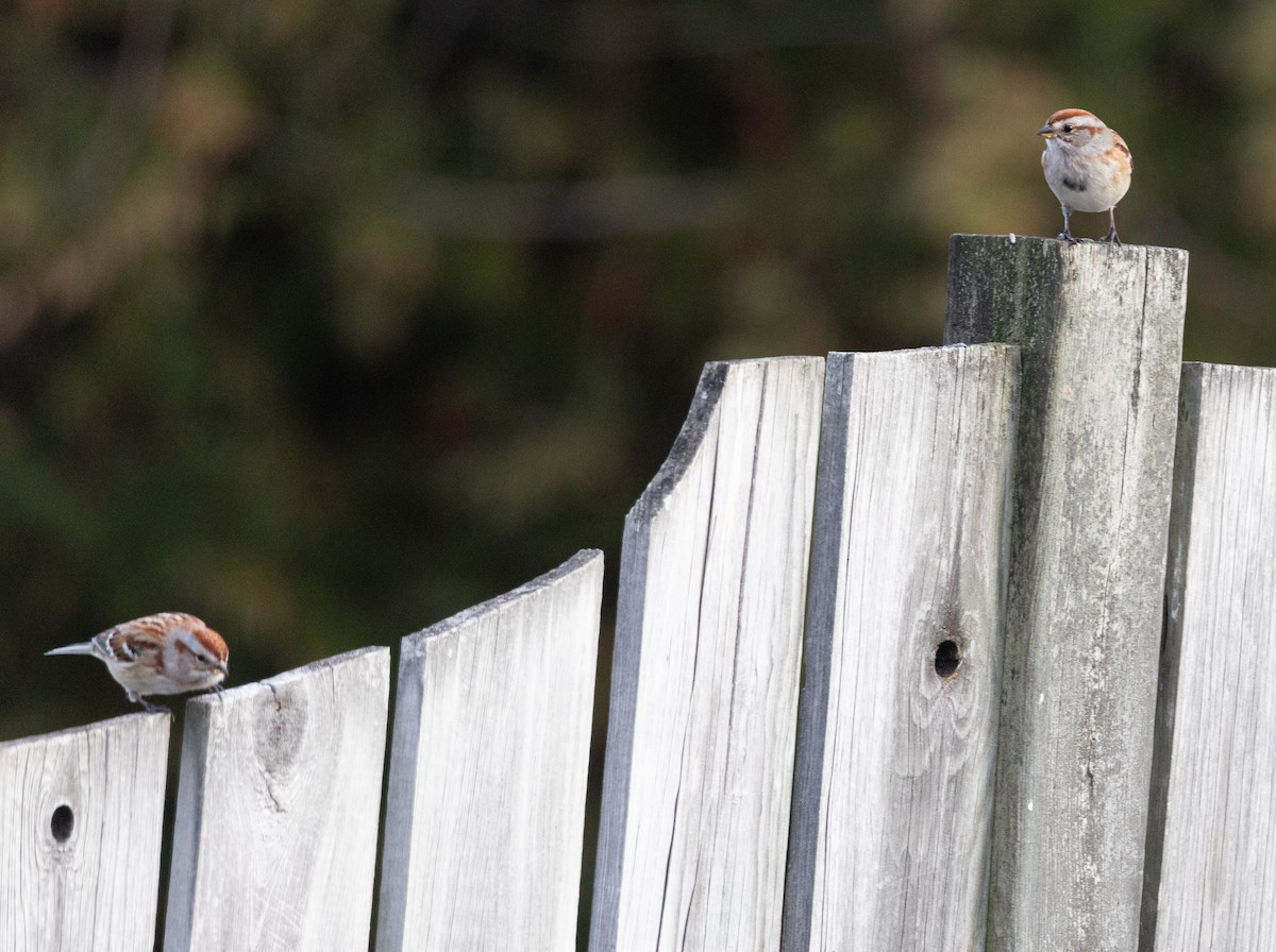 American Tree Sparrow - ML645798058