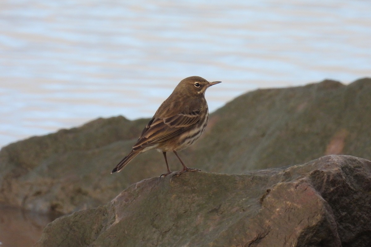 Rock Pipit - ML645798063