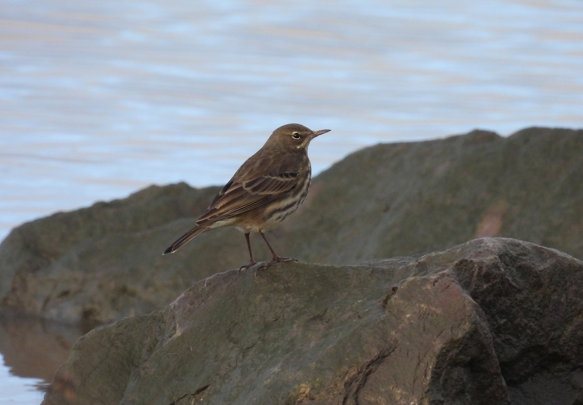 Rock Pipit - ML645798064