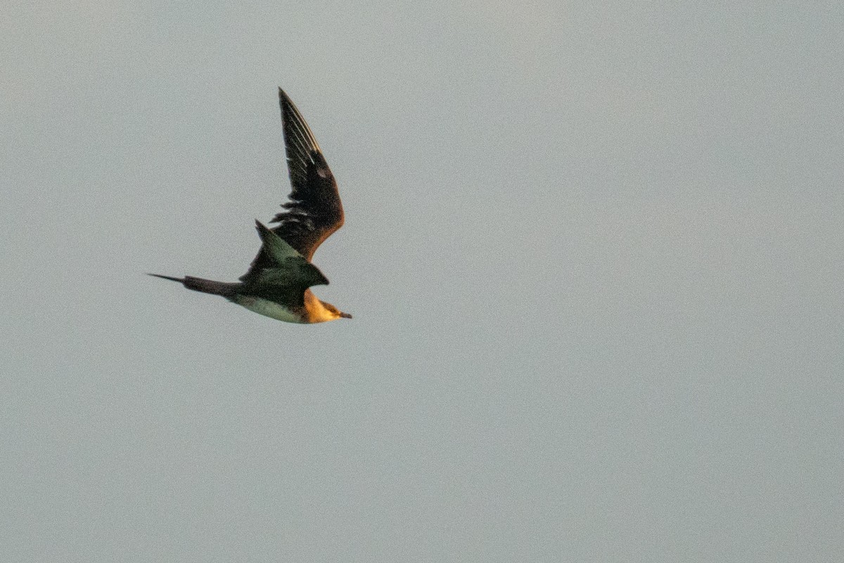 クロトウゾクカモメ - ML645798066