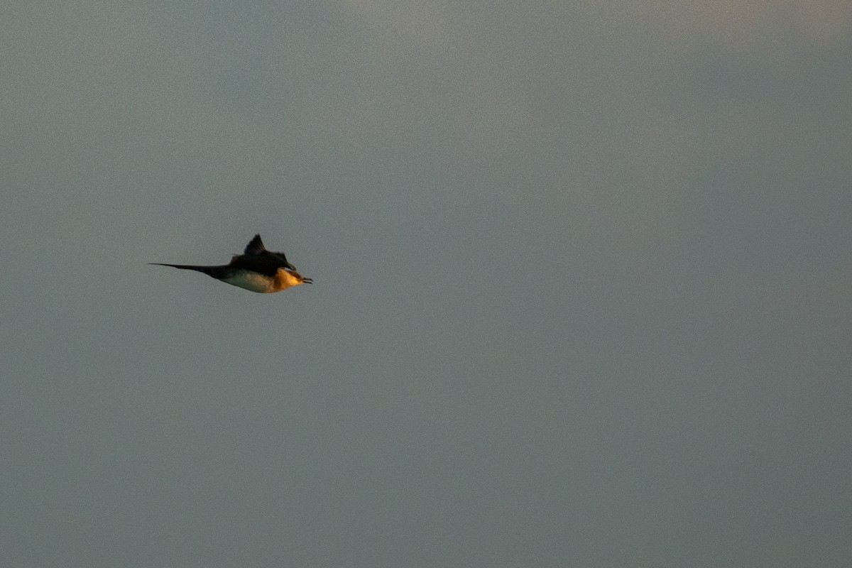 クロトウゾクカモメ - ML645798067