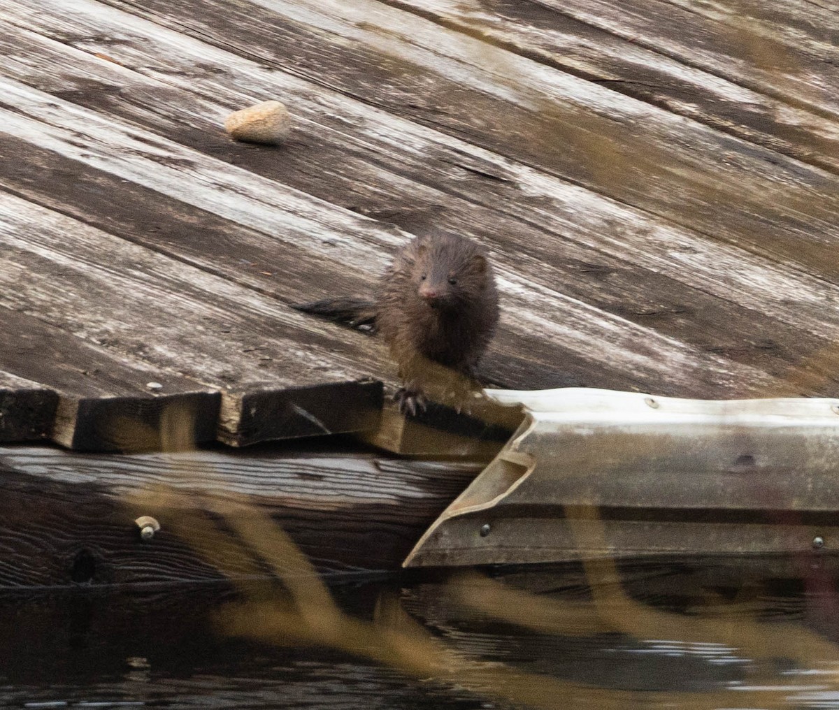 American Mink - ML645798069