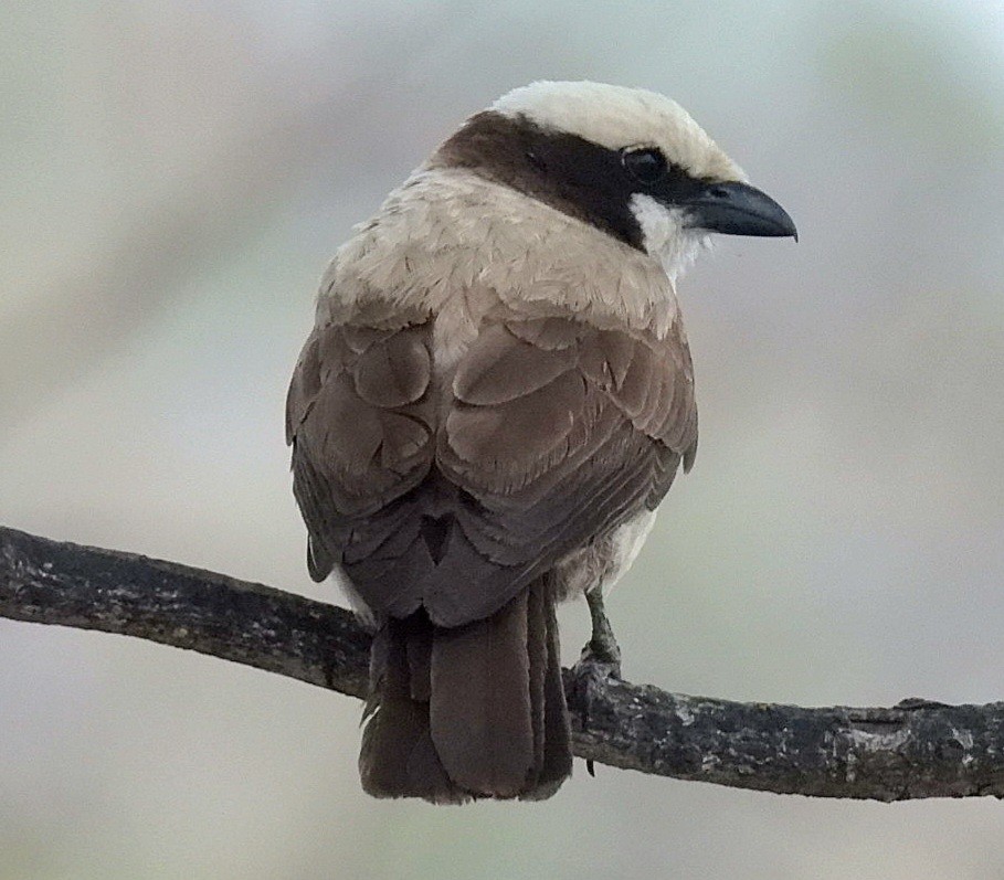 Ak Taçlı Örümcekkuşu - ML645798074