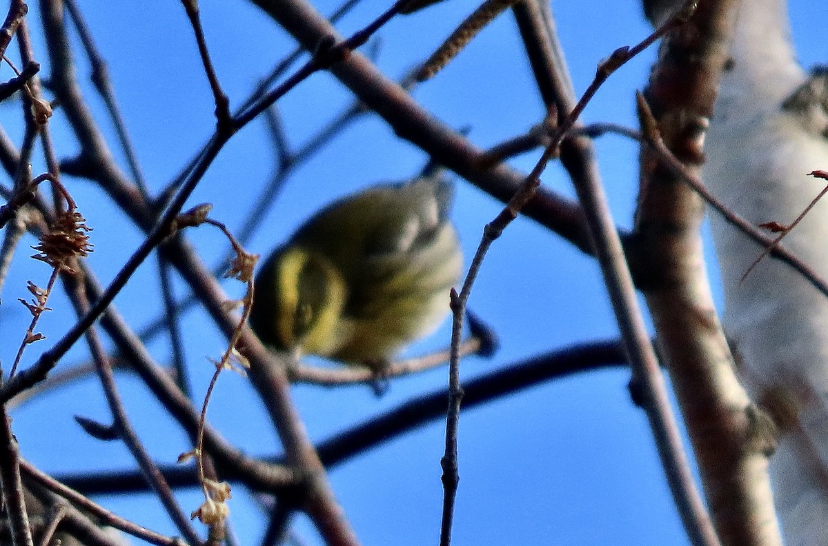 Townsend's Warbler - ML645798086