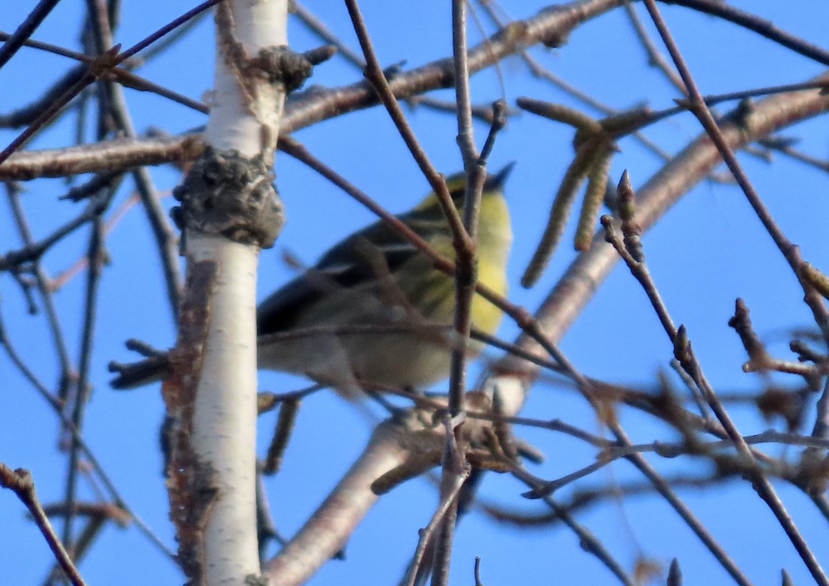 Townsend's Warbler - ML645798087