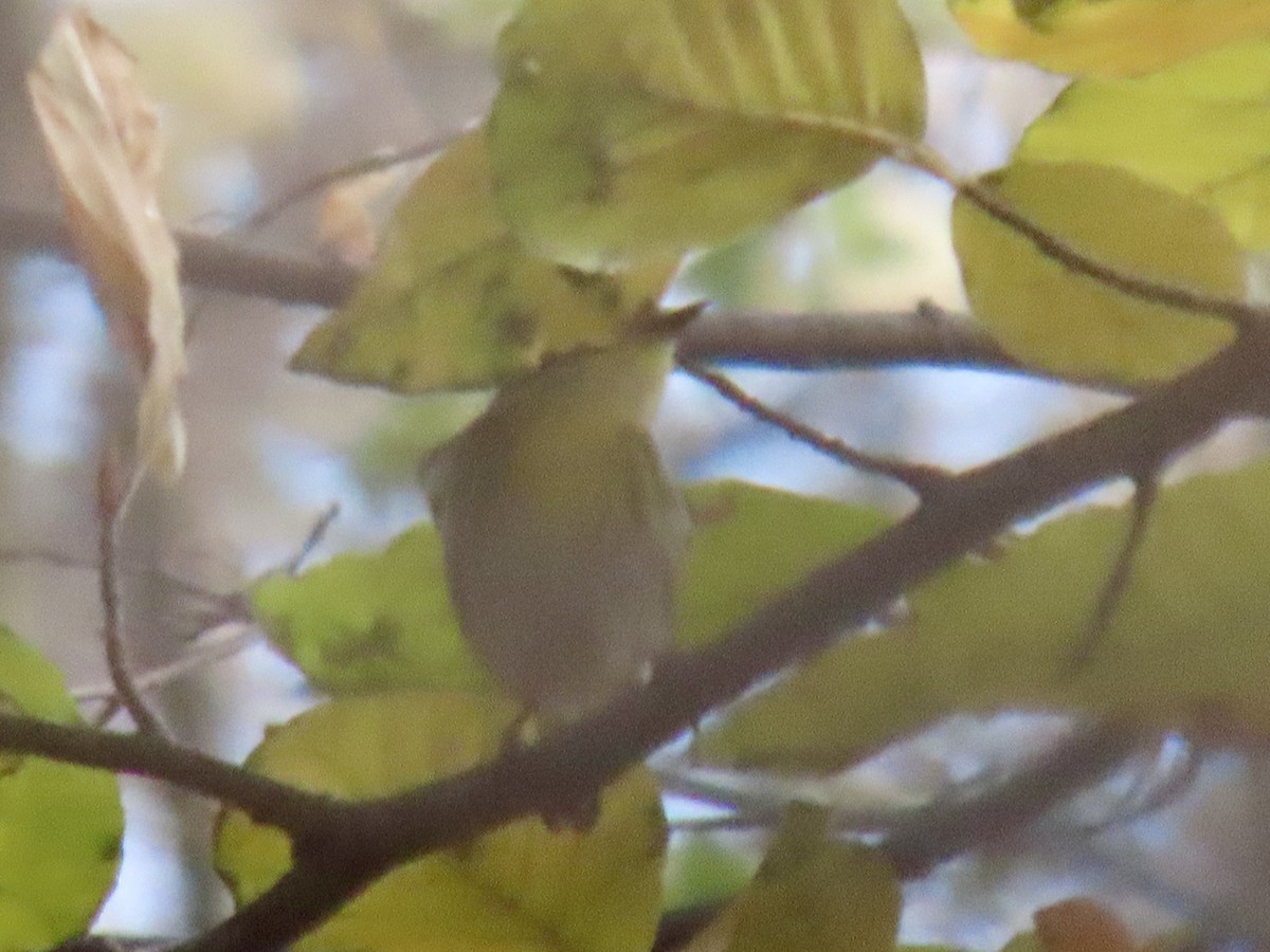 Townsend's Warbler - ML645798088