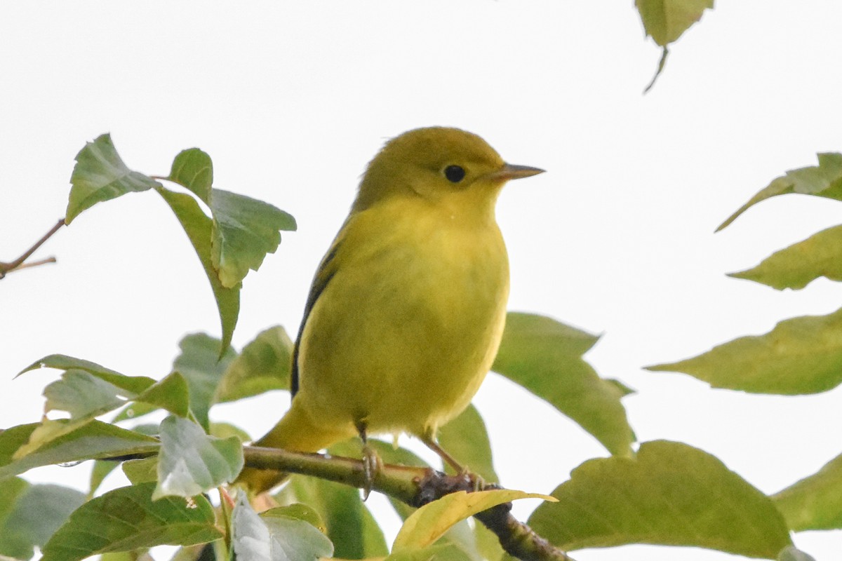 Northern Yellow Warbler - ML645798096