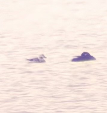 ברווז קרח - ML645798098