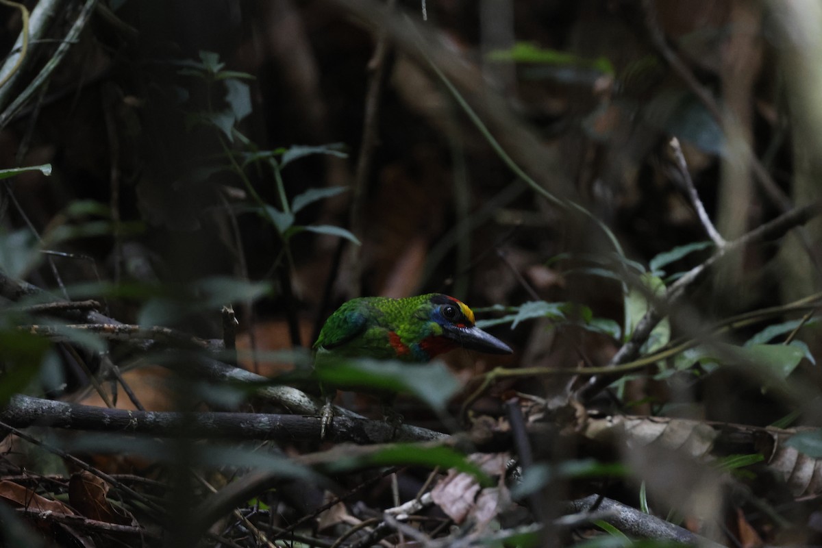 Red-throated Barbet - ML645798116