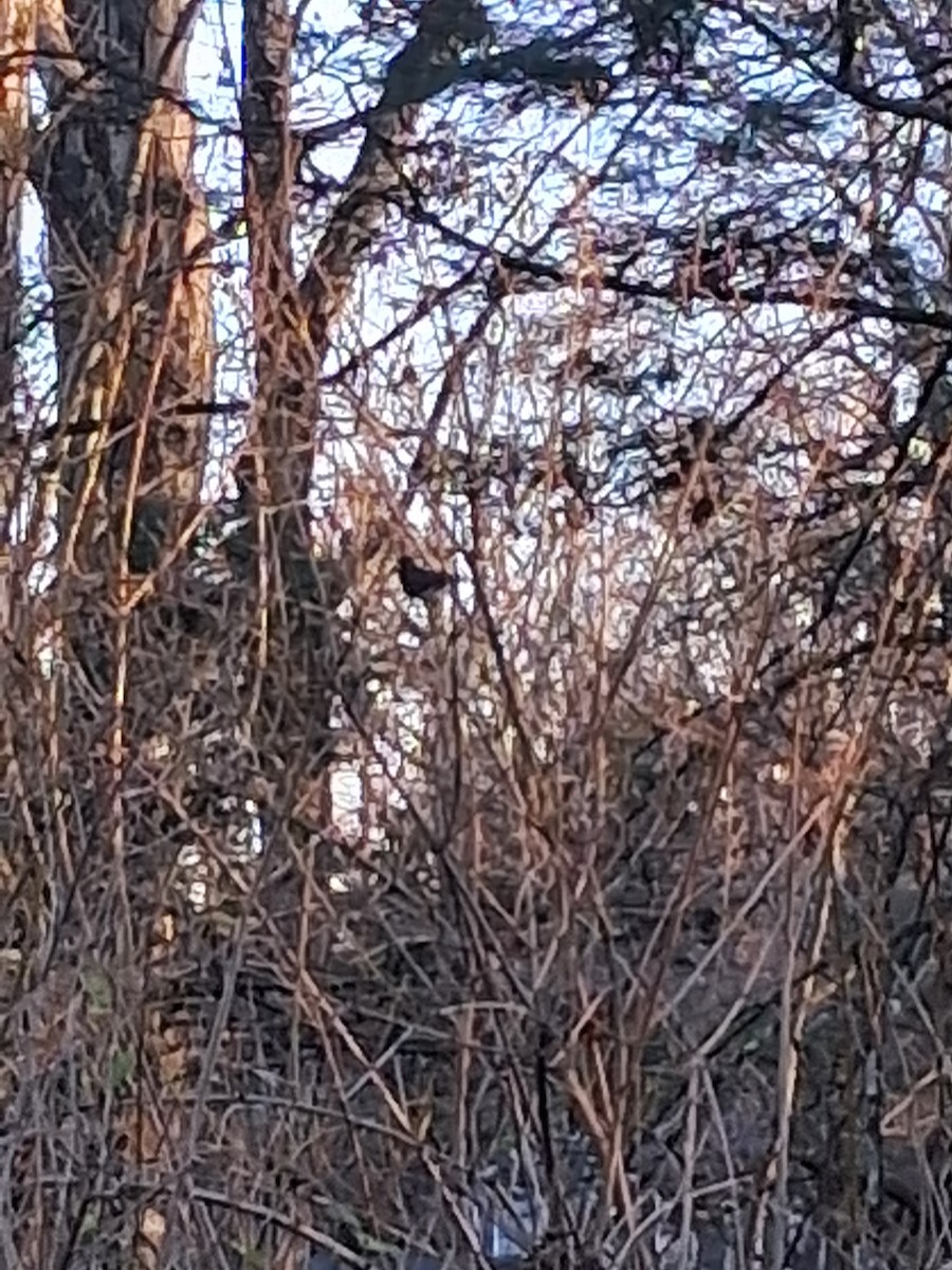 Dark-eyed Junco - ML645798125