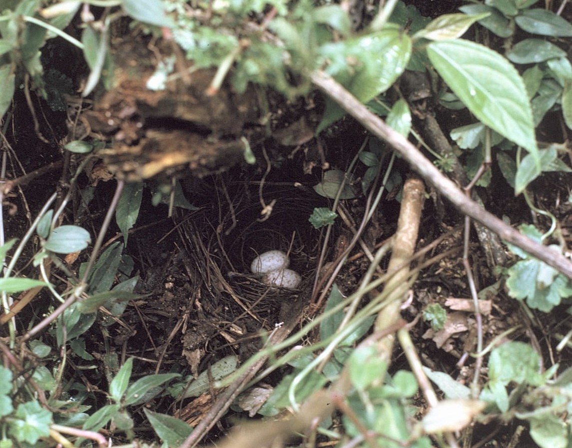 Gray-crowned Ground-Sparrow - ML645798129