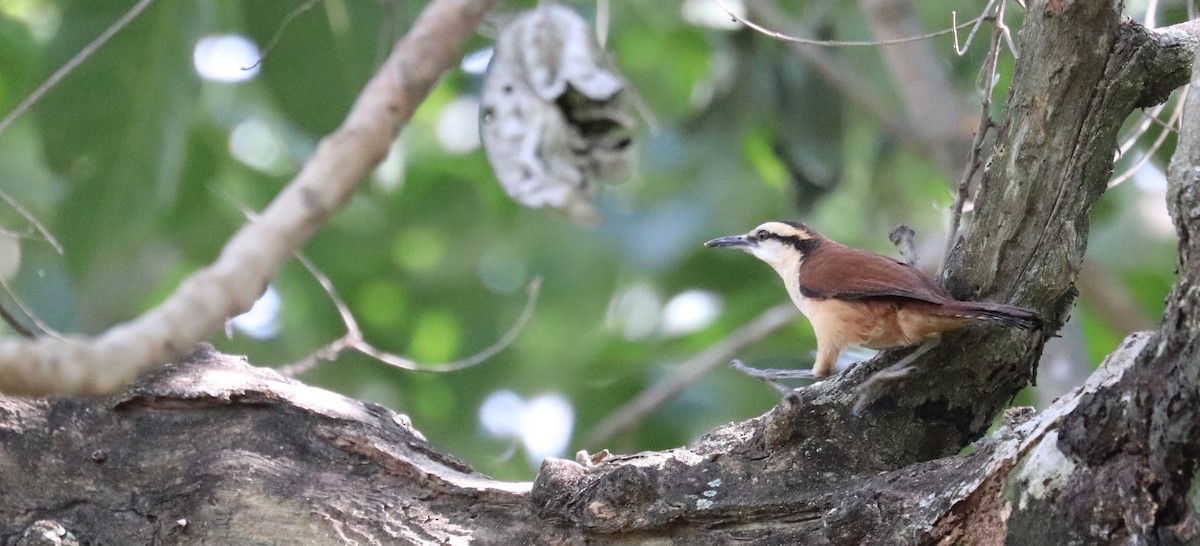 Giant Wren - ML645798130
