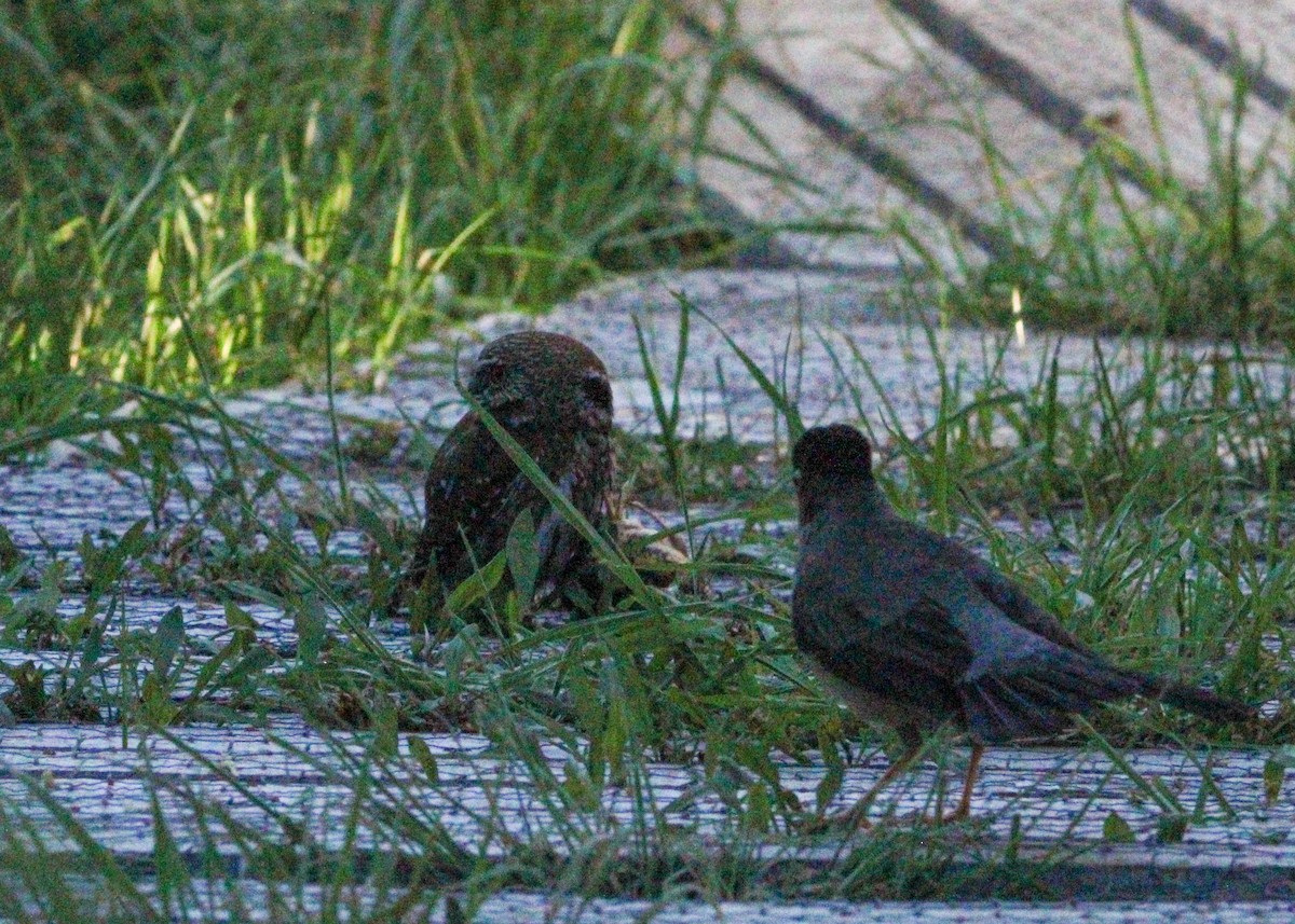 Austral Pygmy-Owl - ML645798137