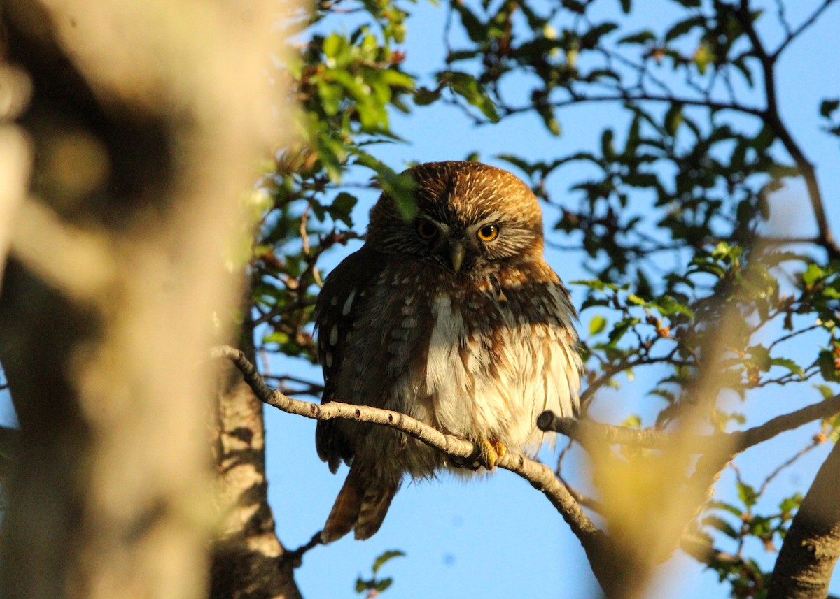 Austral Pygmy-Owl - ML645798138