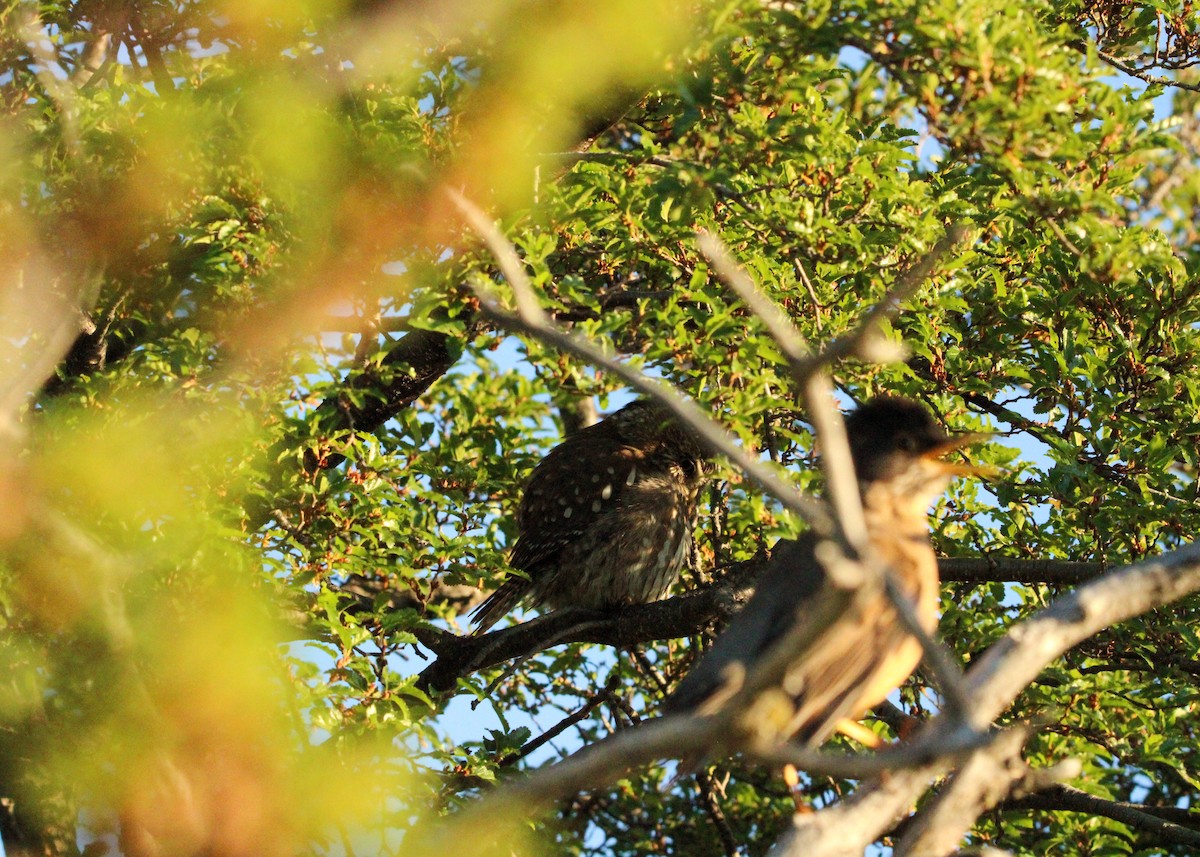 Austral Pygmy-Owl - ML645798139