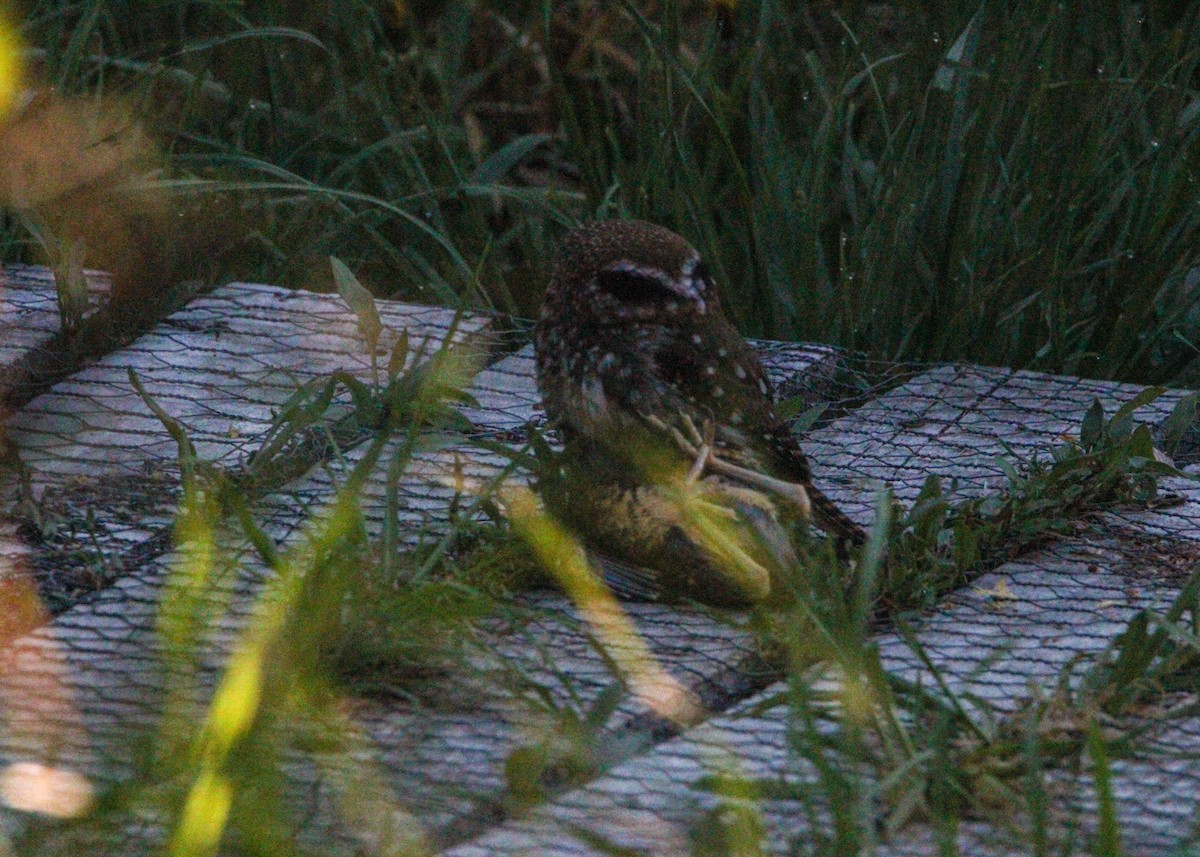 Austral Pygmy-Owl - ML645798140