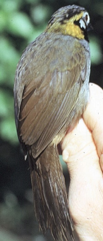 Gray-crowned Ground-Sparrow - ML645798141