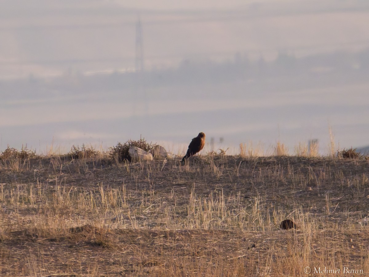 דורס יום בלתי-מזוהה (עקב) - ML645798158