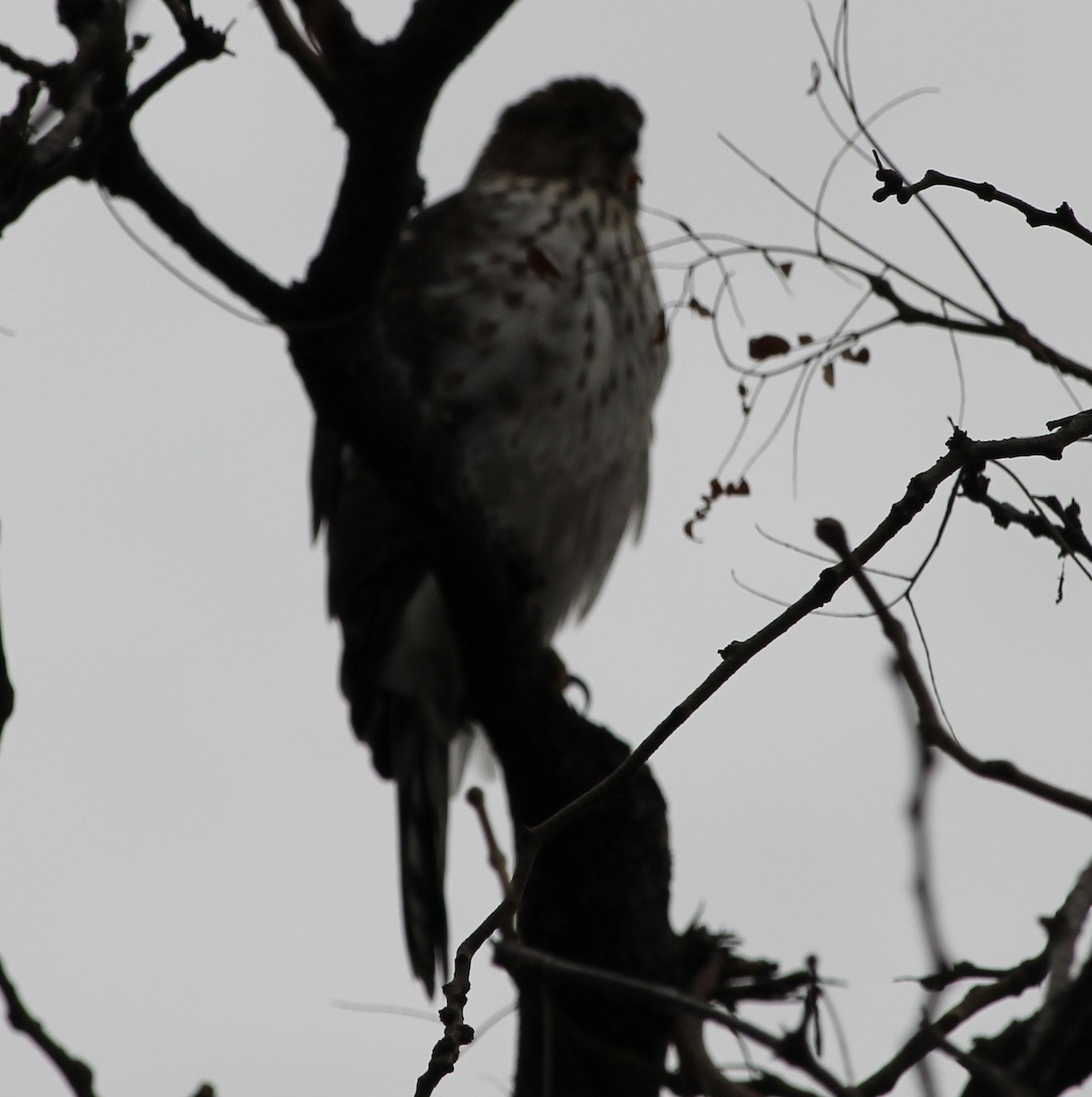 Cooper's Hawk - ML645798173