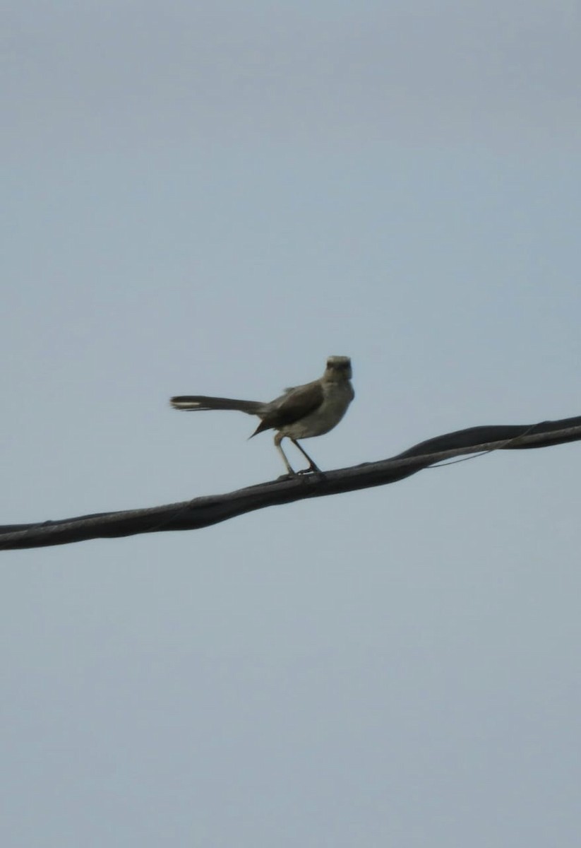 Tropical Mockingbird - ML645798182