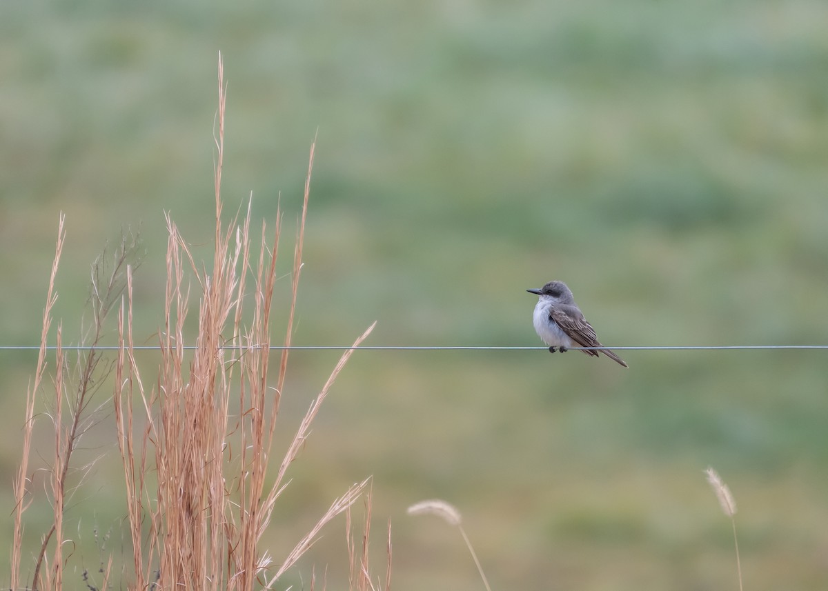 Gray Kingbird - ML645798193
