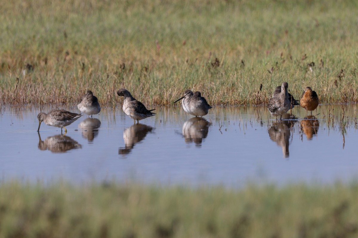Long-billed Dowitcher - ML645798198