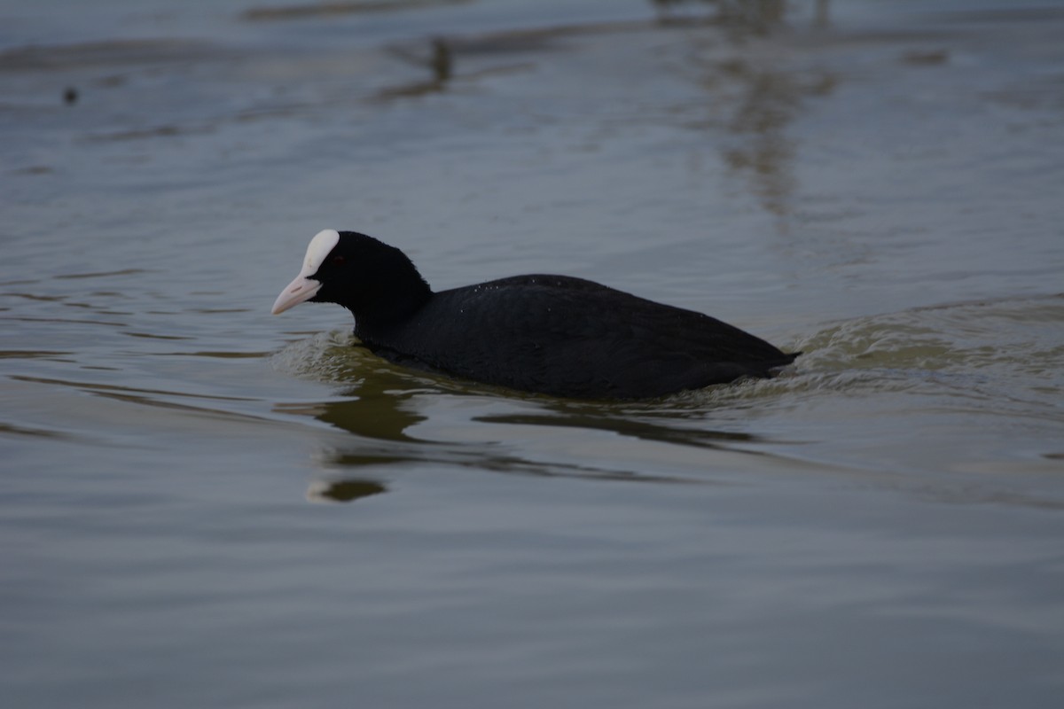 Kopetazuri arrunta - ML645798199