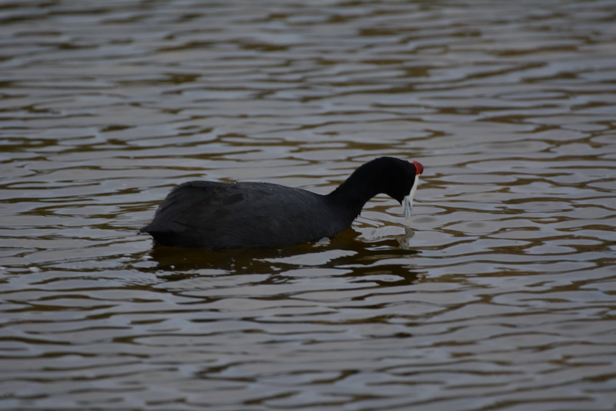 Kopetazuri gandorduna - ML645798212