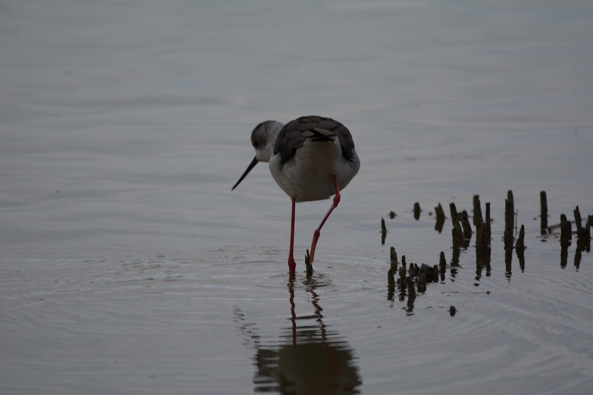 Zankaluze eurasiarra - ML645798217