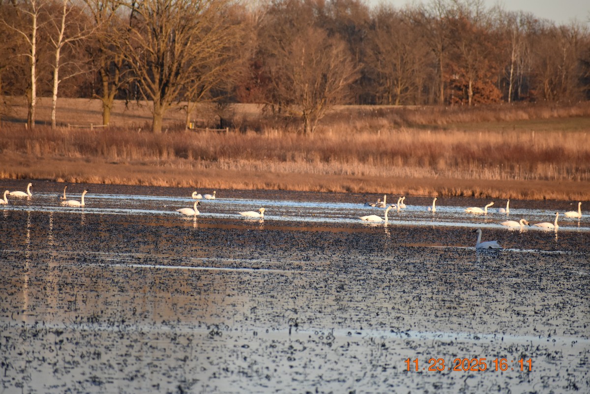 Trumpeter Swan - ML645798219