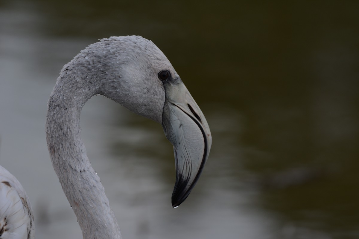 Flamenko handia - ML645798226